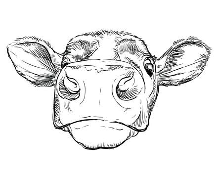 Cattle Head Drawing