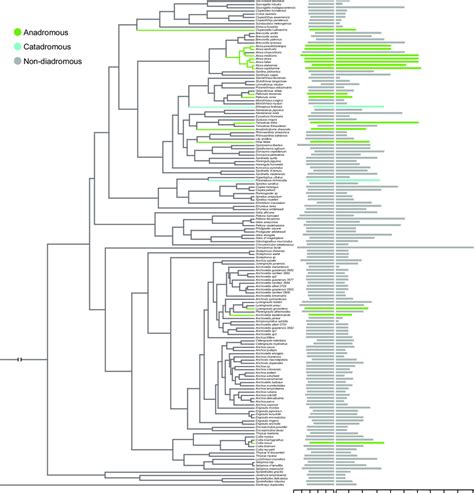 Phylogeny of Clupeiformes from Bloom & Lovejoy (2014), showing... | Download Scientific Diagram