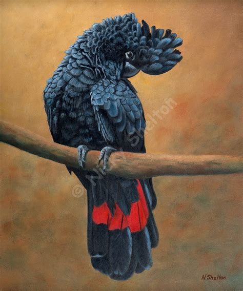 Jacko - Male Red-tailed Black Cockatoo painted in oils by Nicky Shelton.