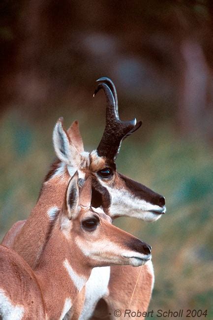 182 best images about Pronghorn and Pronghorn Hunting on Pinterest ...