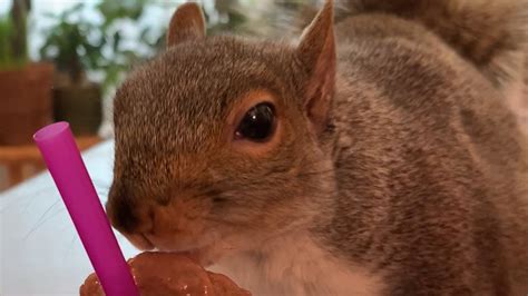 Meet Thumbelina! The adorable squirrel who is taking over the internet - ABC7 New York