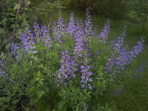 Baptisia australis - Bird Gardens