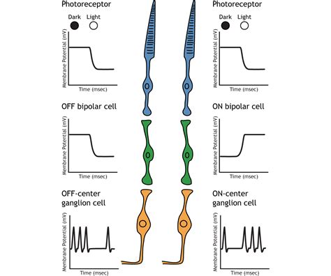 Vision: The Retina – Foundations of Neuroscience