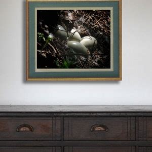 Egg Photograph Swan Eggs Swan Nest Nature Eggs Wild - Etsy