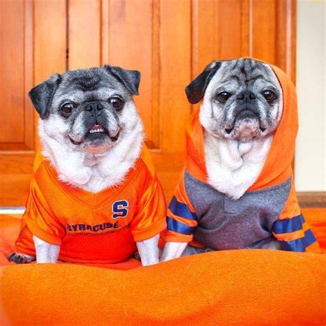 Syracuse University Alumni... - Syracuse University Alumni