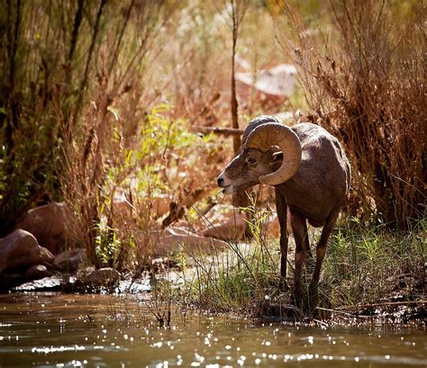 What Animals Live In The Grand Canyon? - WorldAtlas