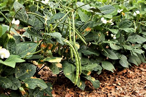 Black-eyed Pea Plants Free Stock Photo - Public Domain Pictures