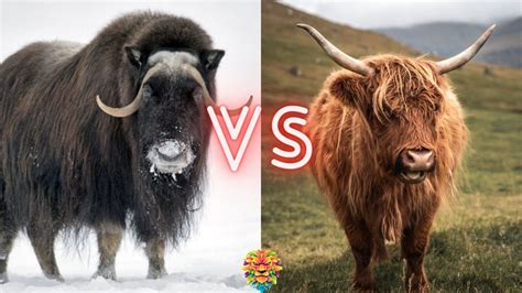 Musk Ox VS Yak. Who Will Win The Fight? in 2022 | Who will win, Musk ox, Musk