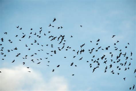 Swarm Of Bats Stock Photos, Pictures & Royalty-Free Images - iStock