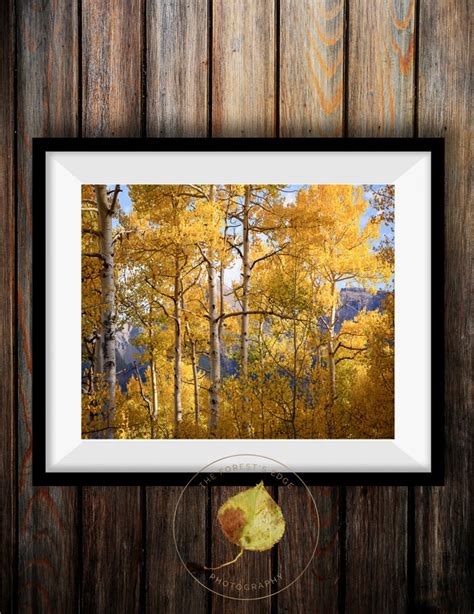 Aspen Trees Fall Fall Tree Photo Aspen Tree Decor Colorado - Etsy