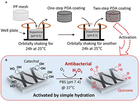 Frontiers | Antibacterial Properties of Mussel-Inspired Polydopamine Coatings Prepared by a ...