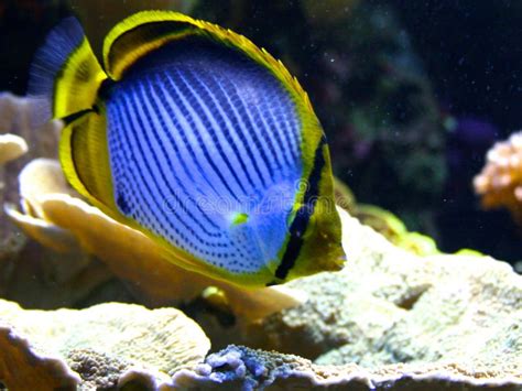 Emperor Angelfish (Pomacanthus Imperator) Stock Image - Image: 33475635