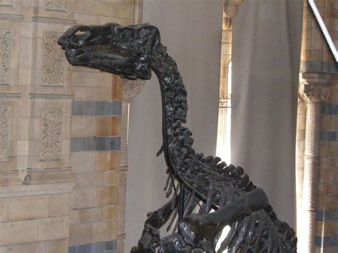 Iguanodon | Skeleton of Iguanodon bernissartensis at Natural… | Flickr