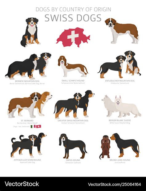 Dogs country origin swiss dog breeds Royalty Free Vector