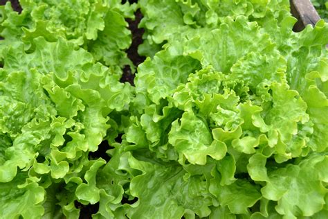 Free Images : food, harvest, produce, lettuce, plants, vegetables, green salad, vegetable garden ...