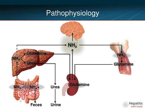 Hepatic Encephalopathy Pathophysiology