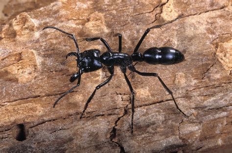 Dinoponera ant - Stock Image - Z345/0617 - Science Photo Library