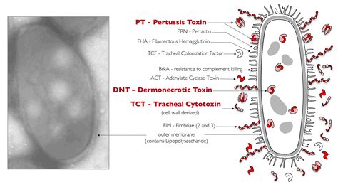 Pertussis Bacteria