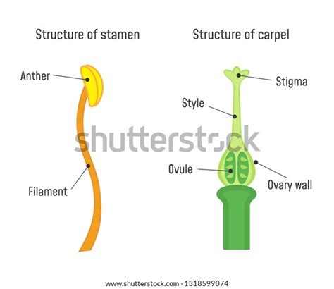 Structure Stamen Carpel Flower Part Diagram Stock Vector (Royalty Free) 1318599074