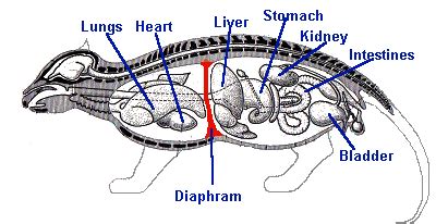 Anatomy Of A Mammal