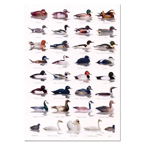 13/03/2017 Wildforms WaterBirds a5 ID Card £1.75 | Bird identification, Birds, Wetland