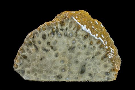 6.5" Free-Standing, Polished Petoskey Stone (Fossil Coral) - Michigan ...