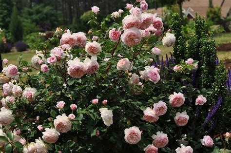 English roses: famous varieties and care for them – Healthy Food Near Me