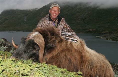 Musk ox bow hunting in Greenland has 100% success rate