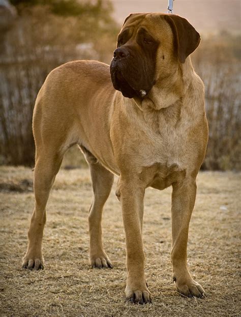 Docile Guard Dogs: The 7 Best Breeds - PetHelpful