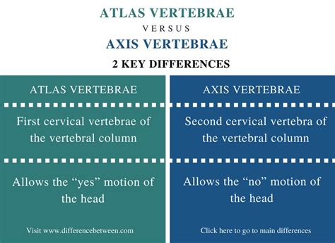 Difference Between Atlas and Axis Vertebrae | Compare the Difference Between Similar Terms