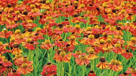 Types of helenium: 16 vibrant varieties for pots and borders | Gardeningetc