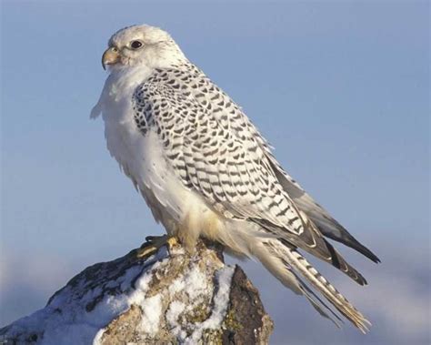 Gyrfalcon - Alchetron, The Free Social Encyclopedia