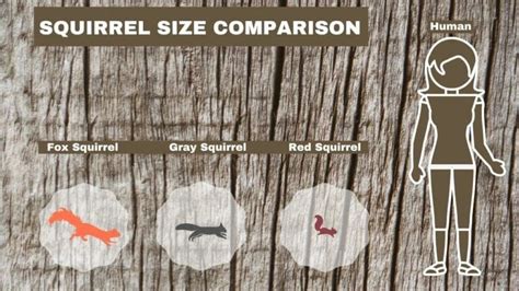 Fox Squirrel Vs Gray Squirrel: Best Guide To The Difference