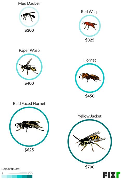 Wasp Nest Removal Cost | Cost to Remove Wasps