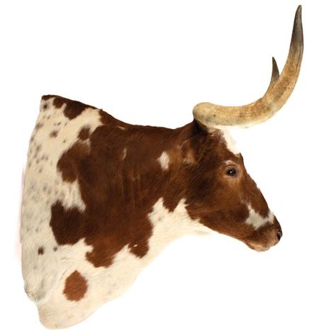 Massive Texas Longhorn Shoulder Mount