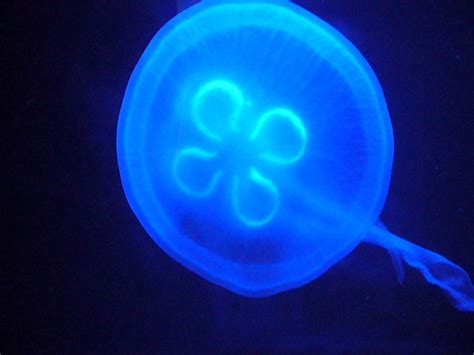 Bioluminescent Jellyfish | www.jellyfishfacts.net/biolumines… | Flickr - Photo Sharing!