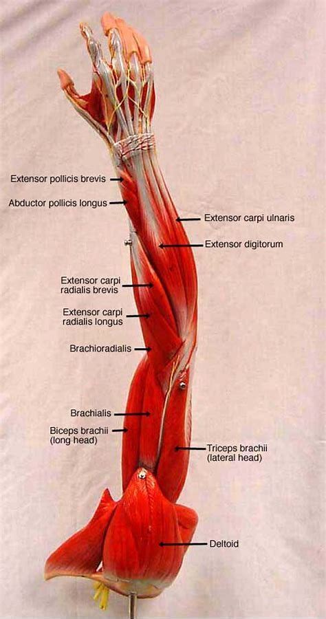 Chest Muscles Anatomy Labeled - Resources - BIO 201/202: Human Anatomy ...