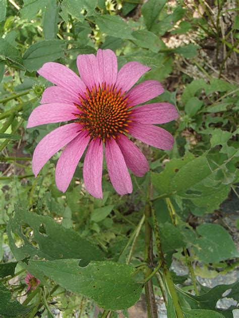 Echinacea purpurea – Rachels Native Plants