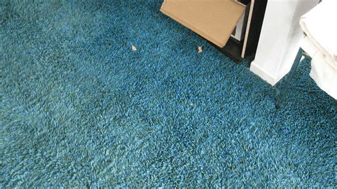 Nylon Carpet Pros and Cons: Here's What to Know