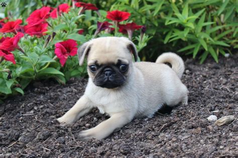 Pug Puppies For Sale | Plainfield, NJ #252141 | Petzlover