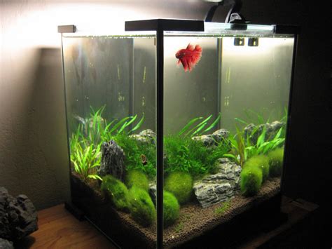 My Aquarium-scapes: 20 liters Nano Cube