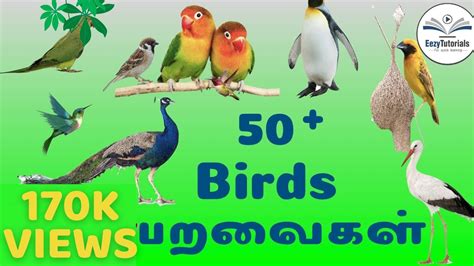 Birds Pictures With Names In Tamil - Infoupdate.org