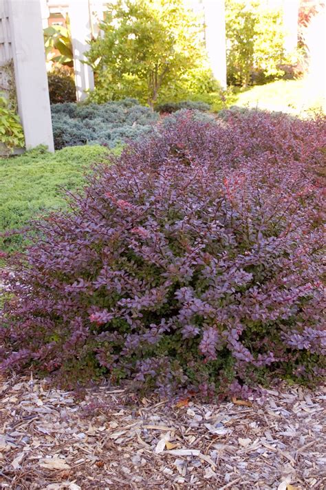 Japanese Barberry, Crimson Pygmy - A+ Garden Center | Duluth, Minnesota | Plants, Trees, Shrubs ...