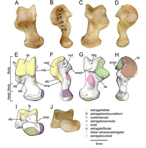 —Right astragalus of Solenodon paradoxus, AMNH 212912. A, E, dorsal... | Download Scientific Diagram