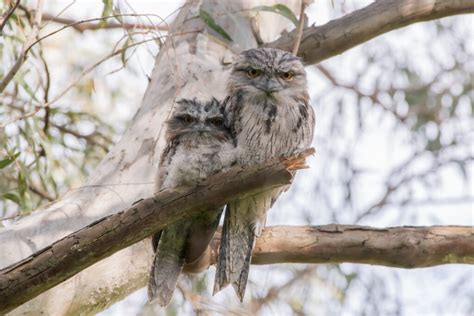 Your 2023 Bird of the Year - BirdLife Australia