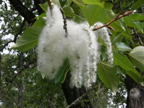 Cottonwood Tree Facts | Tree leaf identification, Fast growing trees, Cottonwood