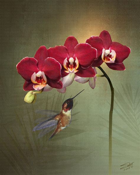 Hummingbird and Three Crimson Orchid Blossoms Digital Art by M ...