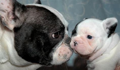 Cuccioli di bulldog francese - Cani Taglia Media - Caratteristiche dei ...