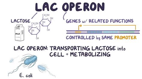 Lac operon: Video, Anatomy, Definition & Function | Osmosis