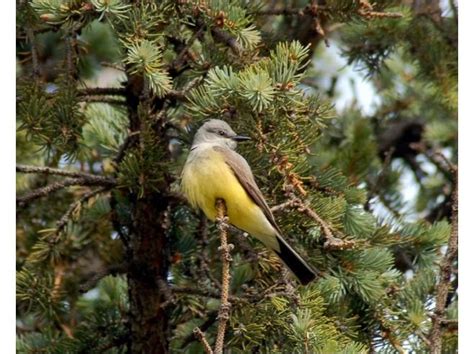 15 best Yosemite Wildlife images on Pinterest | National parks, State parks and Yosemite ...